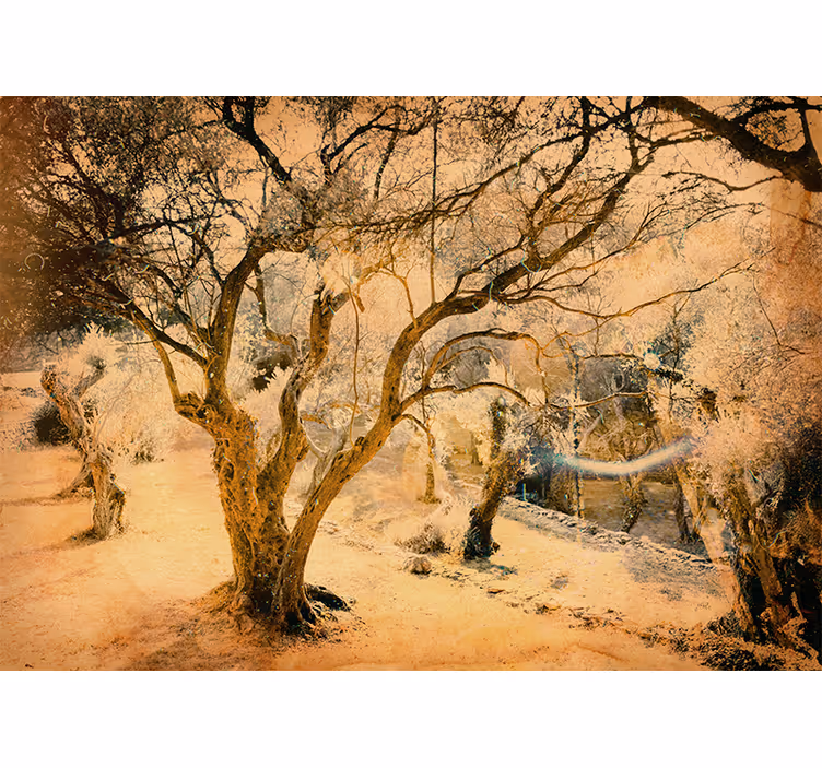 Beige roller blind in an idyllic olive grove - TenStickers