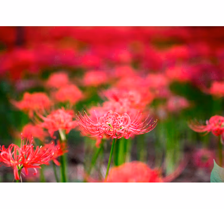 Poppy wall mural lively crimson flowers - TenStickers