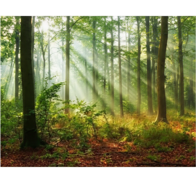 Tree roller blind natural light in forest - TenStickers