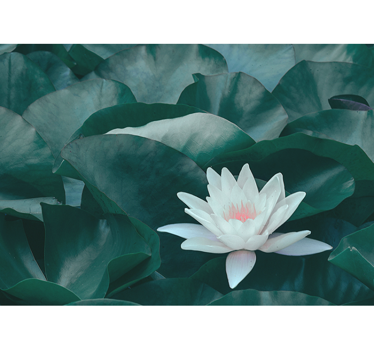 Kitchen roller blind zen white lotus flower - TenStickers