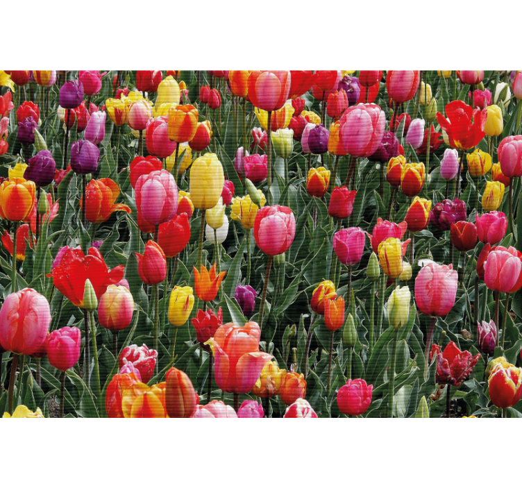 Living room roller blind with tulips in a field - TenStickers