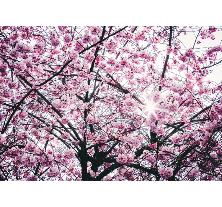 Pink roller blind cherry blossom design - TenStickers