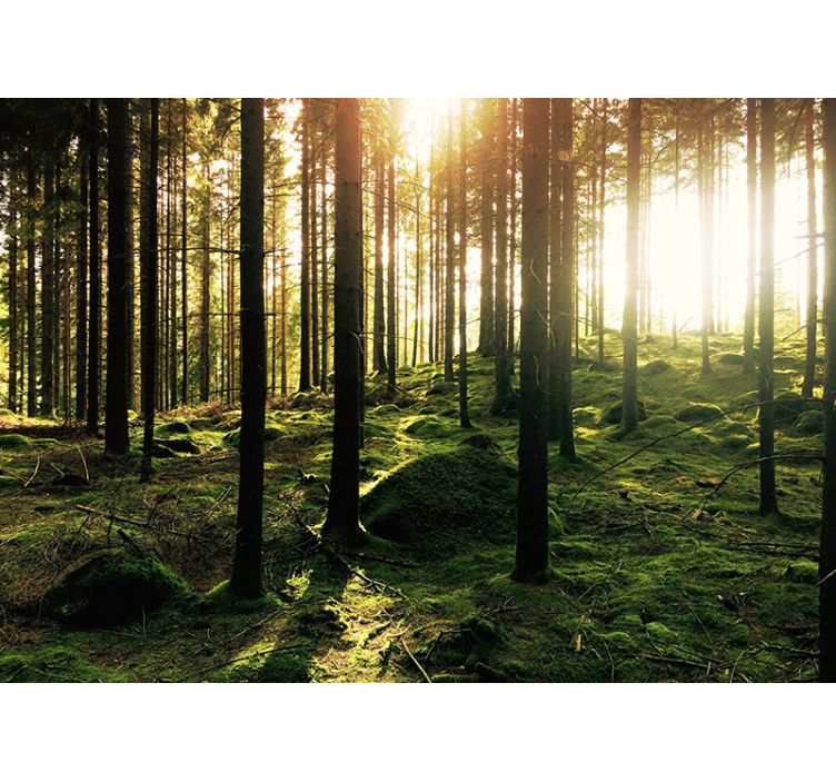 Living room roller blind sunlit forest design - TenStickers