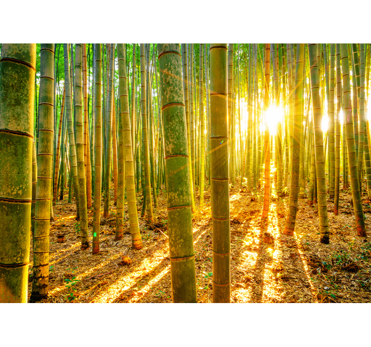 Green roller blind sun and bamboo design - TenStickers