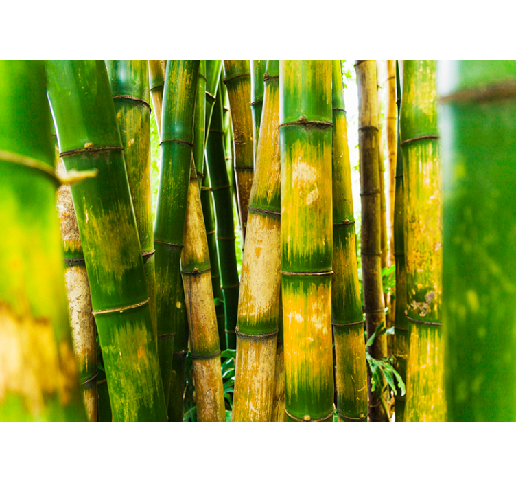 Green roller blind bamboo forest view - TenStickers