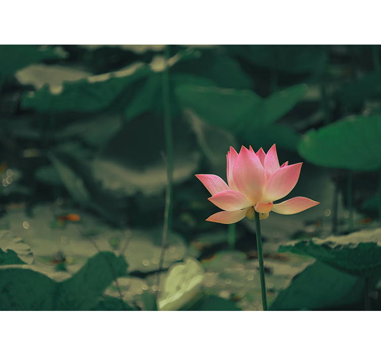 Green roller blind with pink flower design - TenStickers