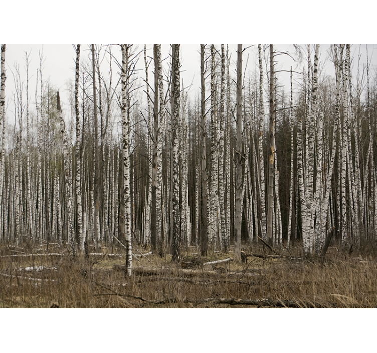 Living room roller blind gray birch forest - TenStickers