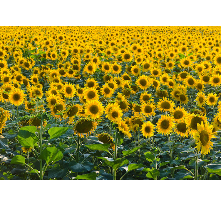 Living room roller blind sunflower field at sunset - TenStickers