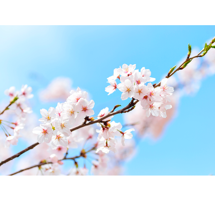 Living room roller blind white cherry blossom - TenStickers