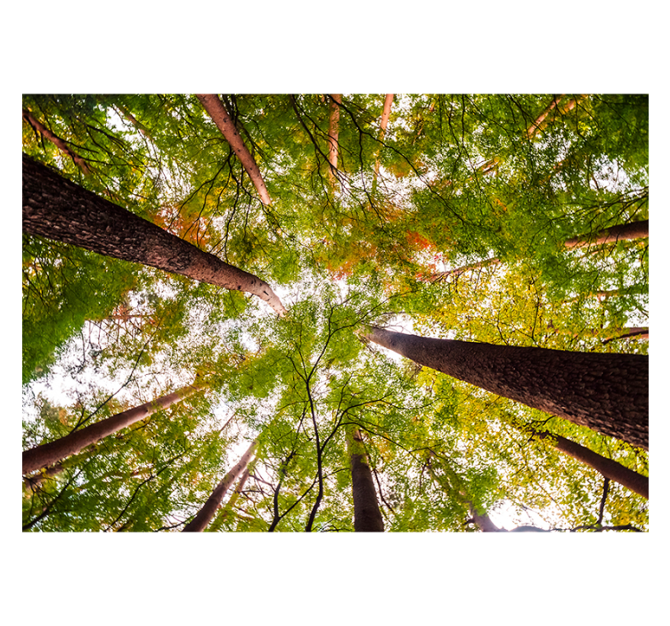 Living room roller blind big trees in woodland - TenStickers