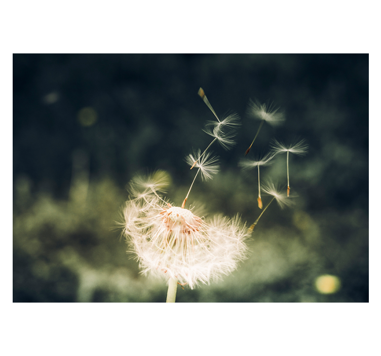 Living room roller blind dandelion seeds in sunlight - TenStickers