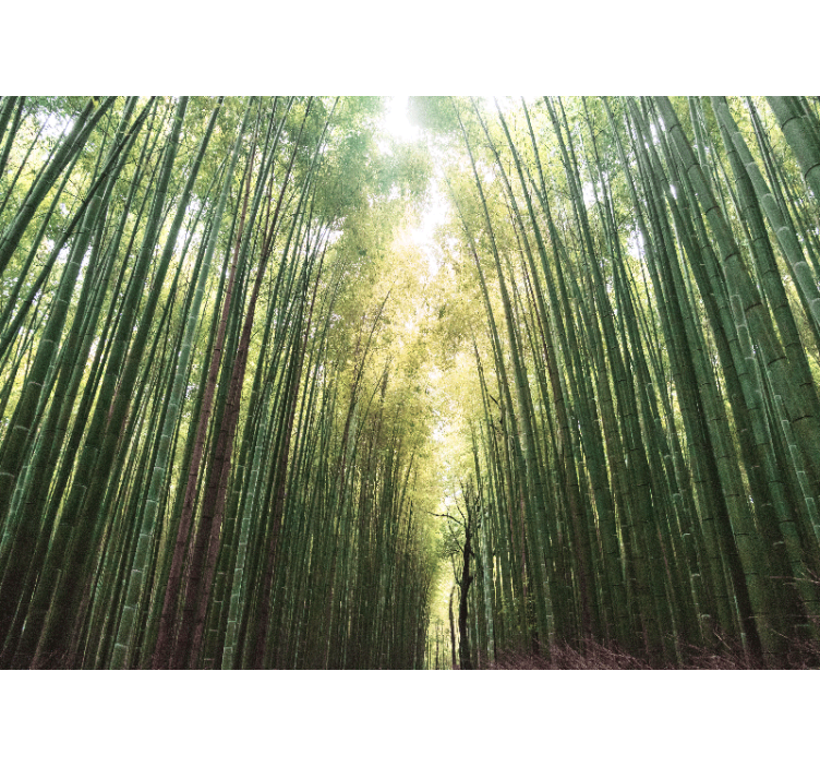 Living room roller blind bamboo forest zen - TenStickers