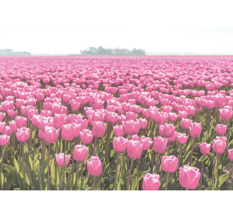 Living room roller blind pink tulip field - TenStickers
