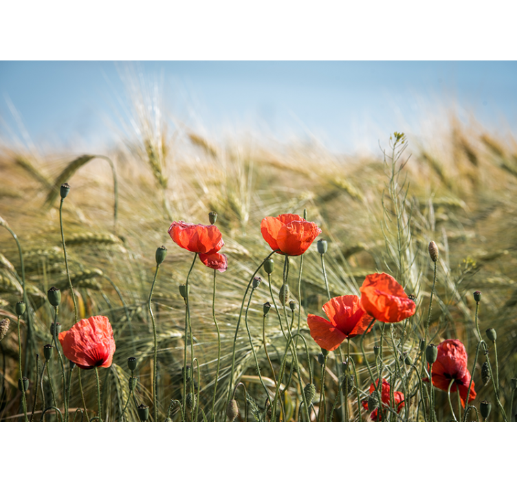 Living room roller blind poppies in summer wheat - TenStickers