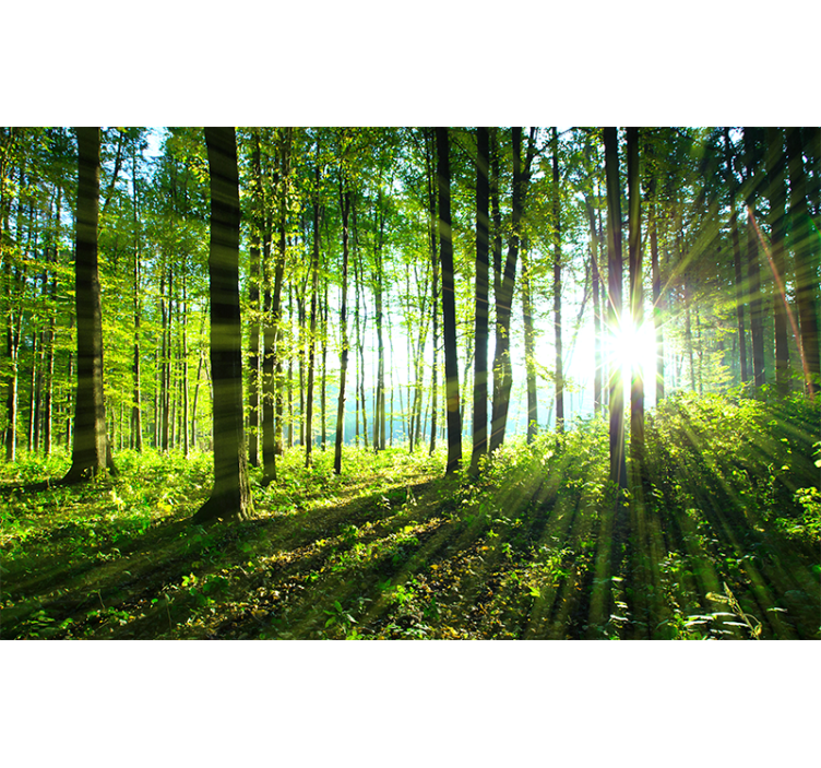 Living room roller blind forest landscape mural - TenStickers