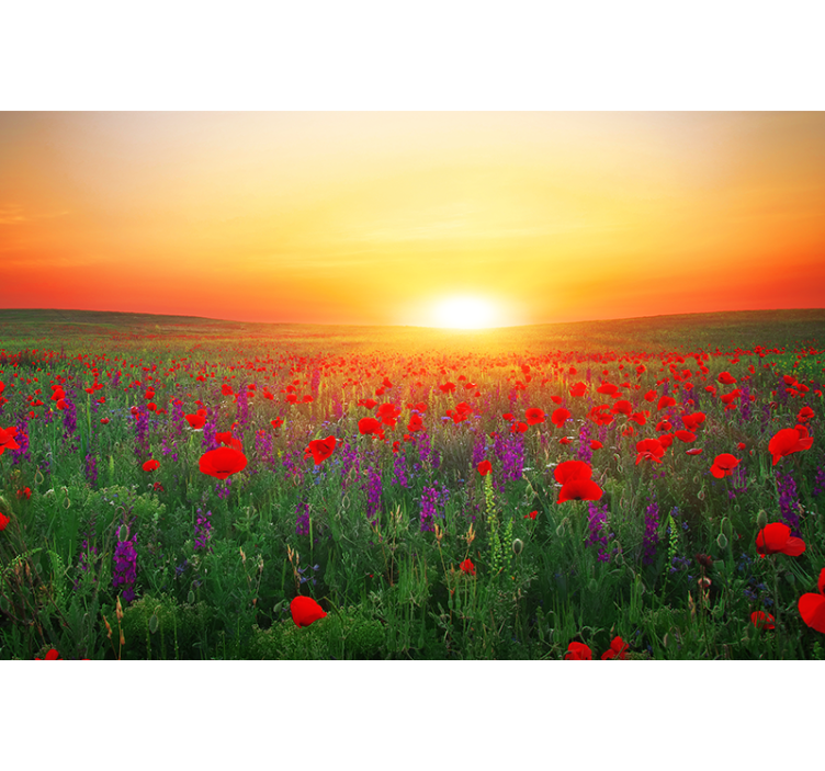 Living room roller blind red poppy field in sunlight - TenStickers