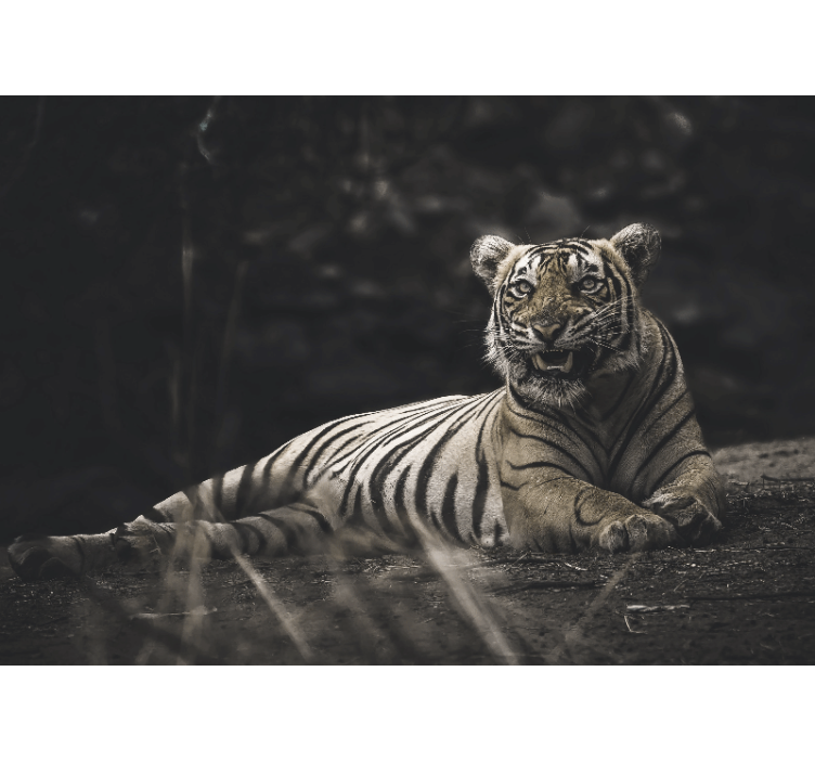 Living room roller blind tiger lying down - TenStickers