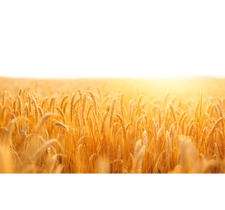 Living room roller blind in wheat field hues - TenStickers
