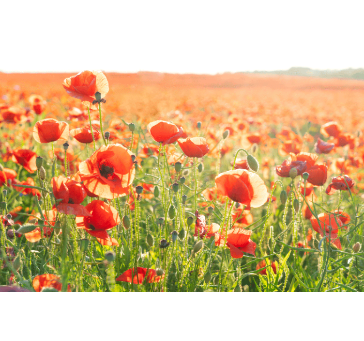 Living room roller blind red poppies in sunlight - TenStickers
