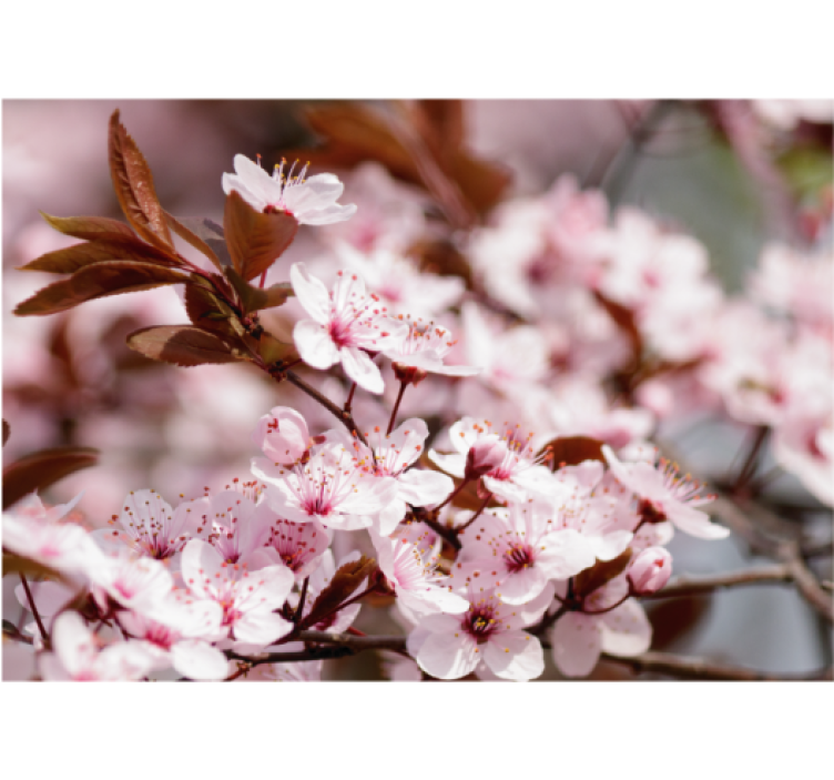 Living room roller blind cherry blossoms - TenStickers