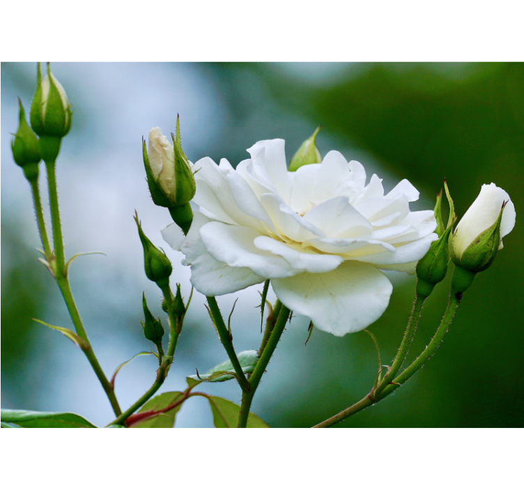 Living room roller blind white rose - TenStickers