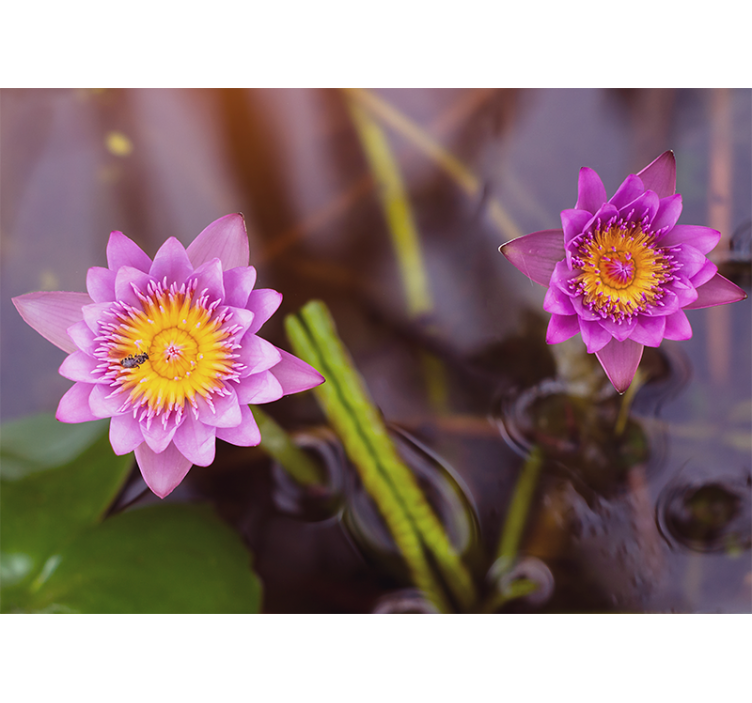 Pink purple lotus living room roller blind - TenStickers