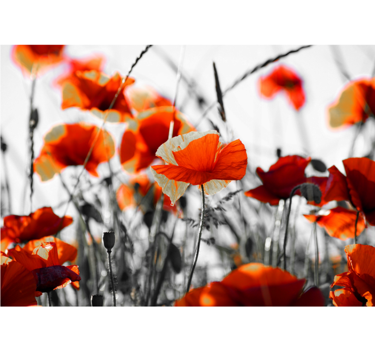 Living room roller blind poppy flowers red black - TenStickers