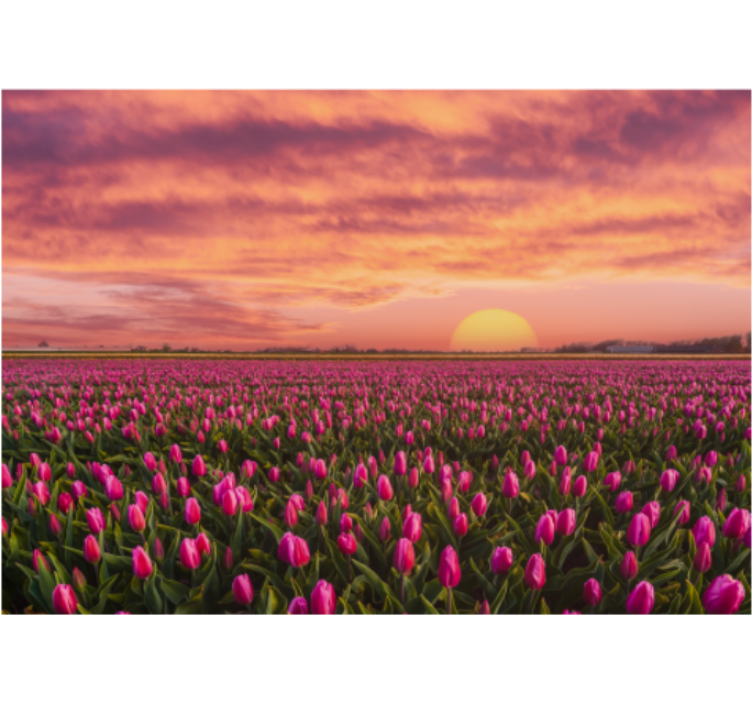 Living room roller blind sunrise and tulips - TenStickers