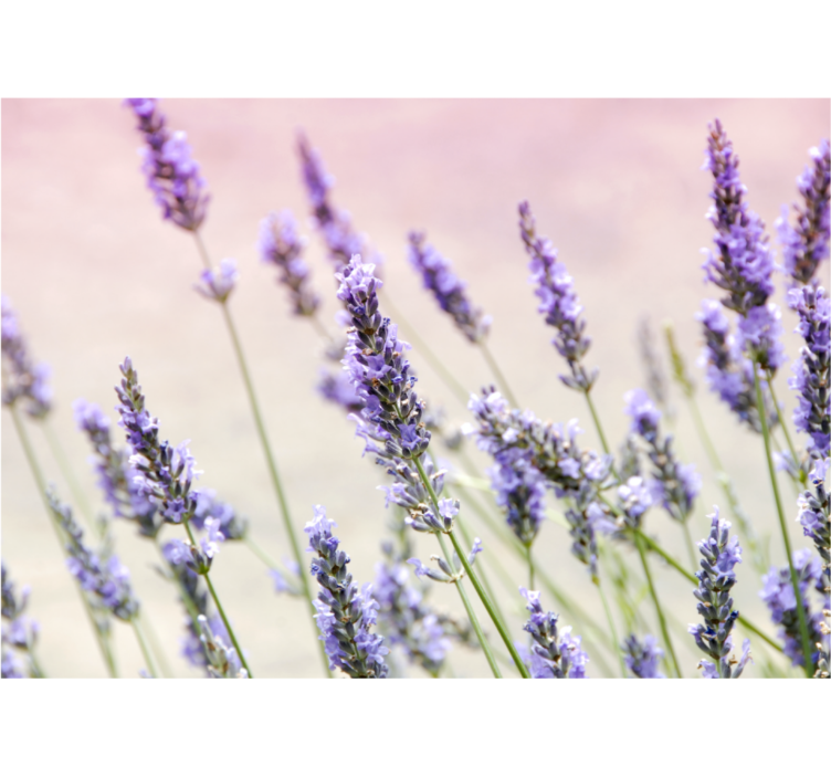 Living room roller blind a bunch of purple flowers - TenStickers