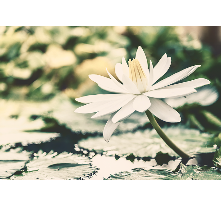 Living room roller blind white lotus on lake - TenStickers