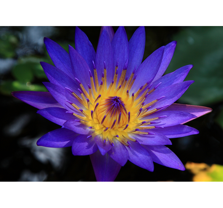 Living room roller blind purple lotus flower - TenStickers