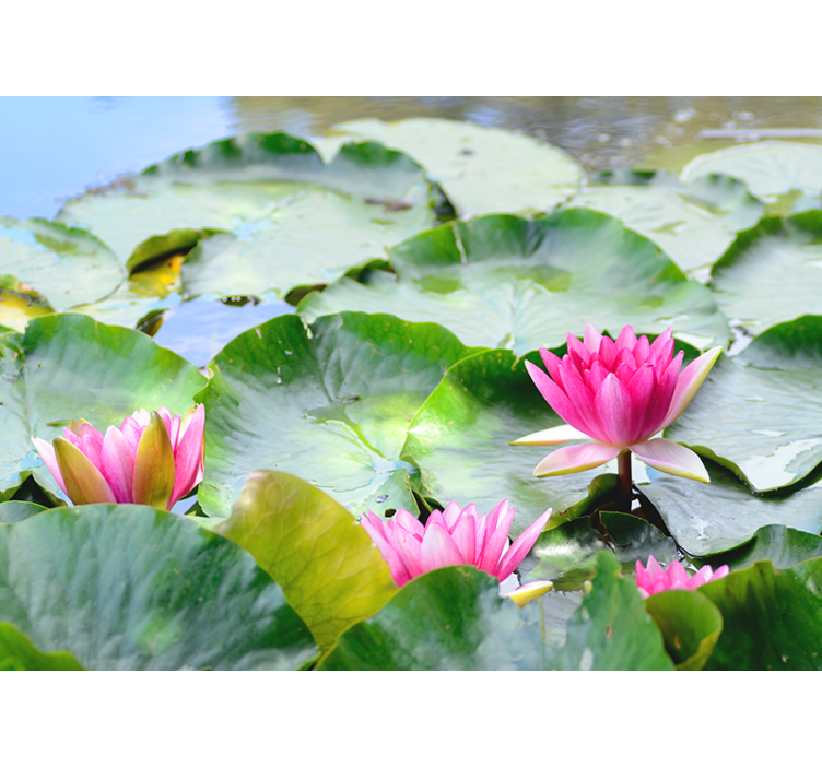 Living room roller blind with lined lotus flowers - TenStickers