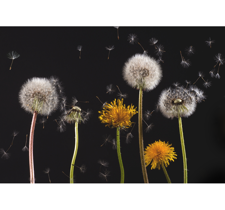 Living room roller blind dandelion design - TenStickers