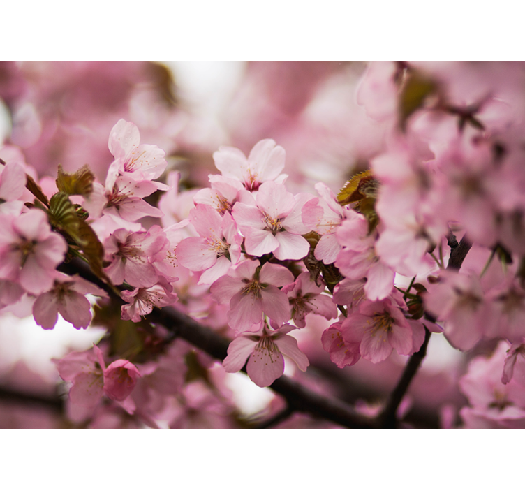 Living room roller blind pink cherry blossom - TenStickers