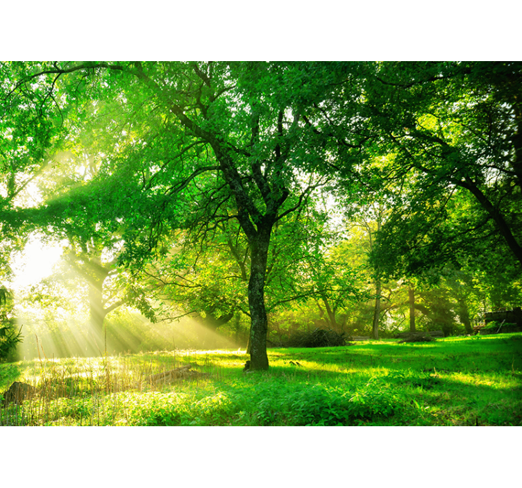 Living room roller blind green lush forest - TenStickers