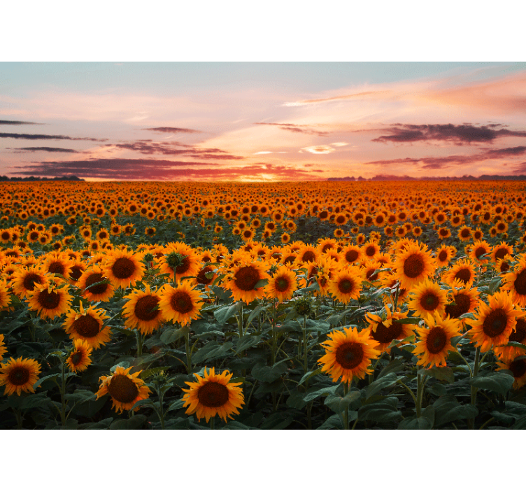 Living room roller blind sunflower sunset - TenStickers