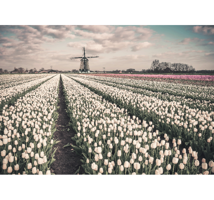 Living room roller blind tulip field with windmill - TenStickers