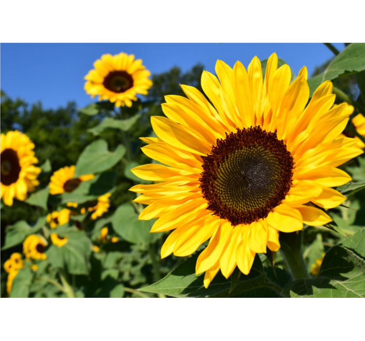 Living room roller blind beautiful sunflower close up - TenStickers