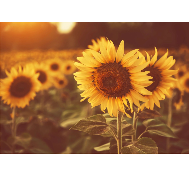 Living room roller blind romantic sunflower field - TenStickers