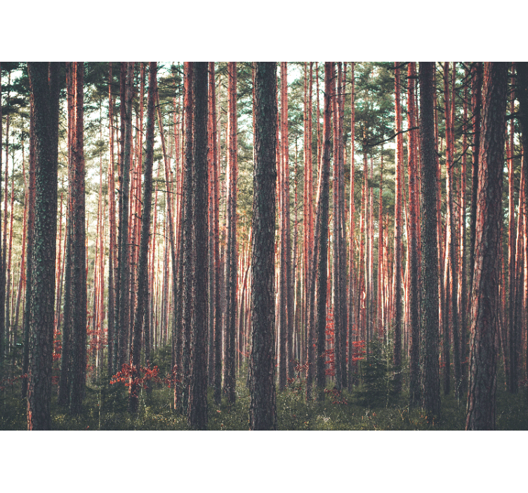 Living room roller blind deep forest trees view - TenStickers