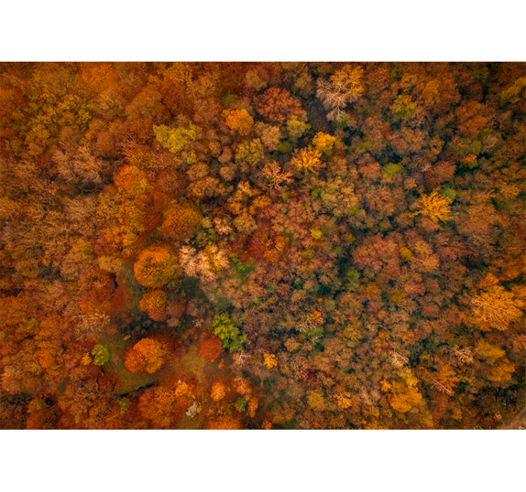 Living room roller blind beautiful tree colors - TenStickers
