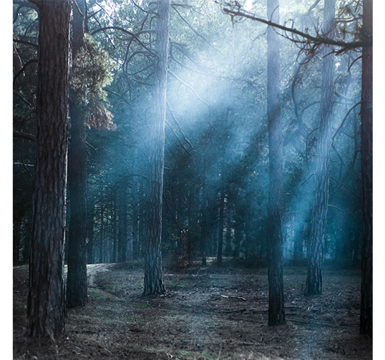 Living room roller blind nature dusk in the forest - TenStickers