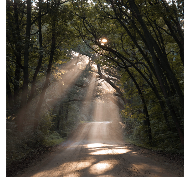 Living room roller blind forest path design - TenStickers