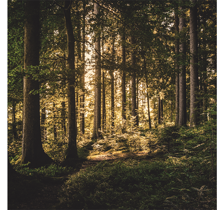 Living room roller blind nature midday forest - TenStickers