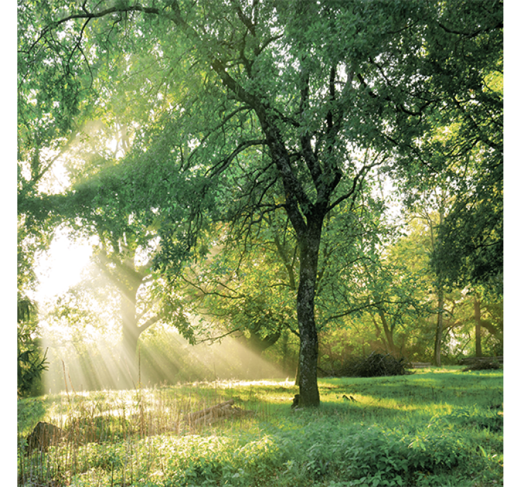 Living room roller blind in greenish morning forest - TenStickers