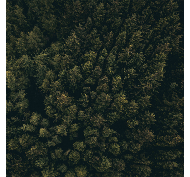 Living room roller blind nature aerial view pines - TenStickers