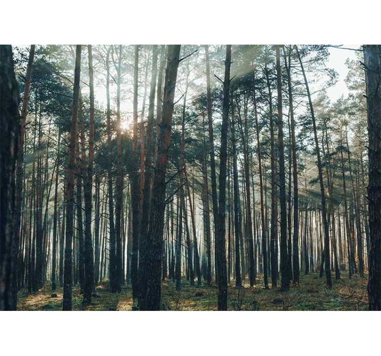Living room roller blind with beautiful pine forest design - TenStickers