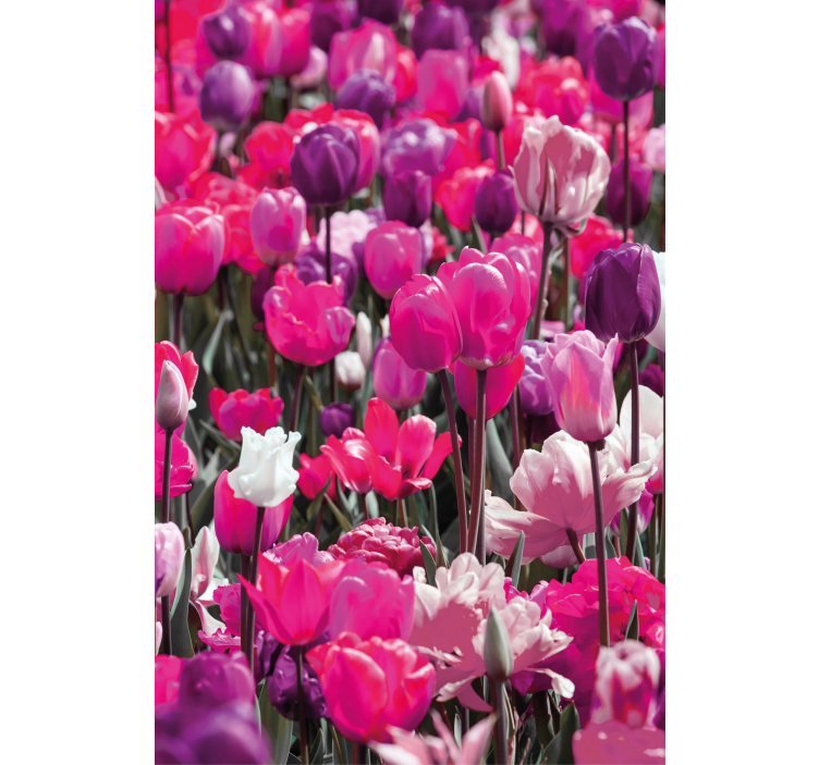 Different pink tulips Flower blind - TenStickers