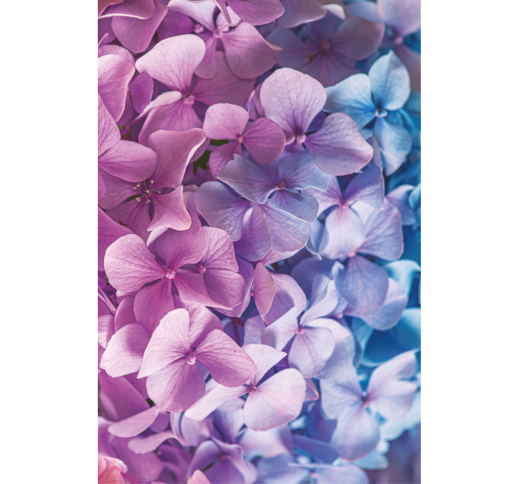 Many different hydrangea flowers blind - TenStickers