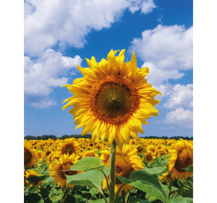 Sunflower Field Scene flowers and plants roller blind - TenStickers
